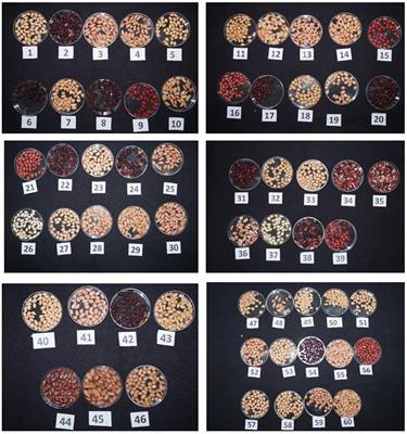 Profiling of Nutraceuticals and Proximates in Peanut Genotypes Differing for Seed Coat Color and Seed Size